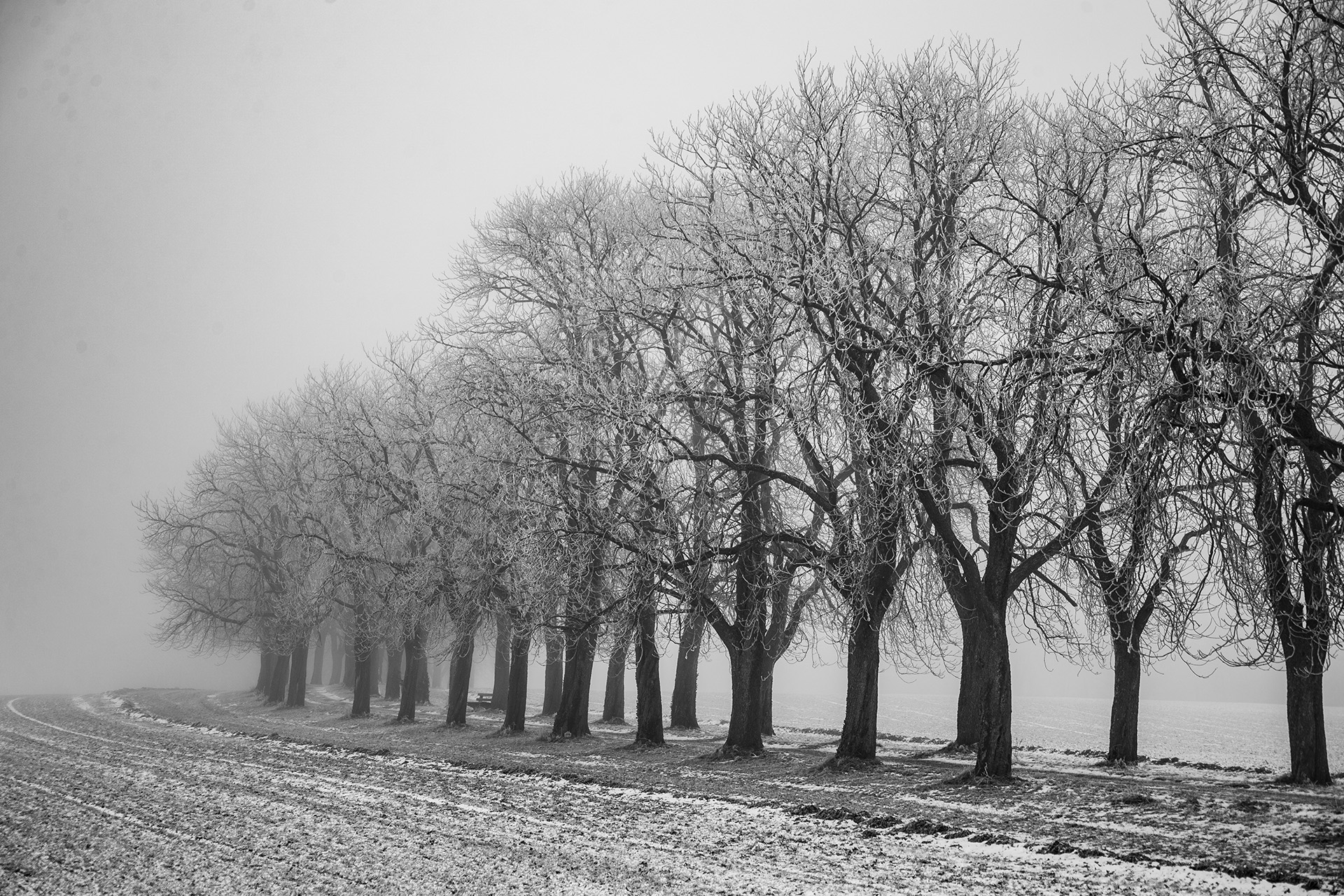 25 P Stille in der Allee - Franz Ketter